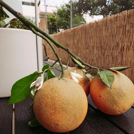 Summer Blue Chania *